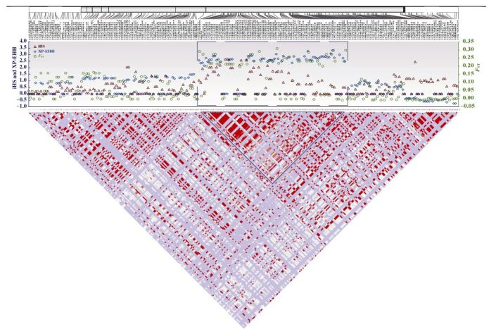 Top panel displays <italic>GCH1</italic> gene structure with locations of the variants, and bottom panel is the map of linkage disequilibrium (LD).