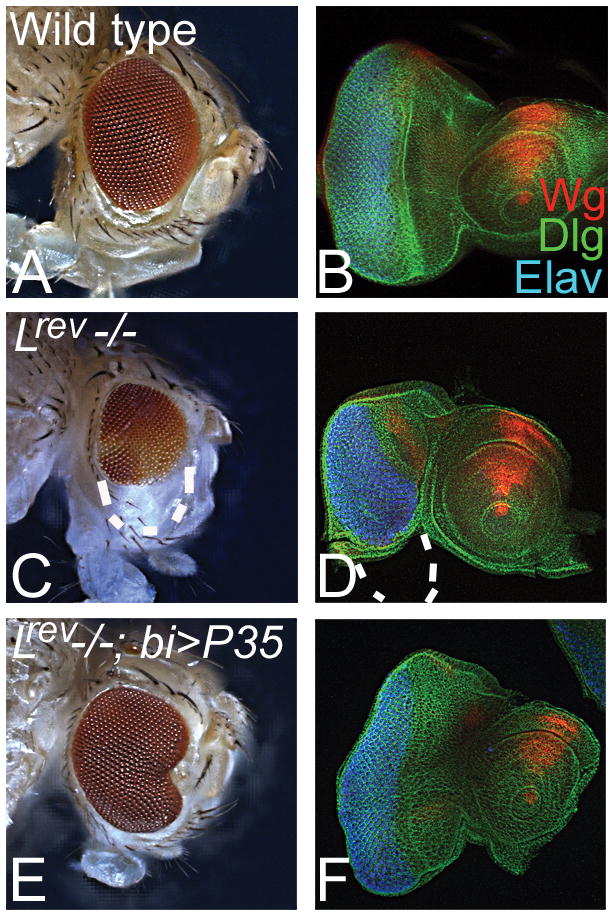 FIG. 3