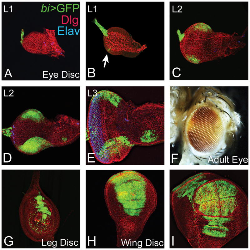 FIG. 1