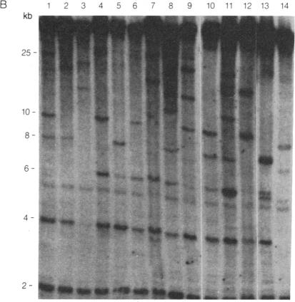 graphic file with name pnas00319-0267-e.jpg