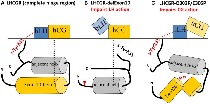 Figure 7