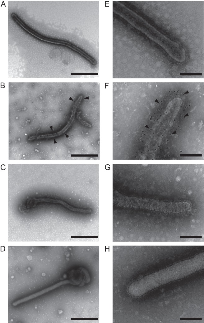 FIG 2