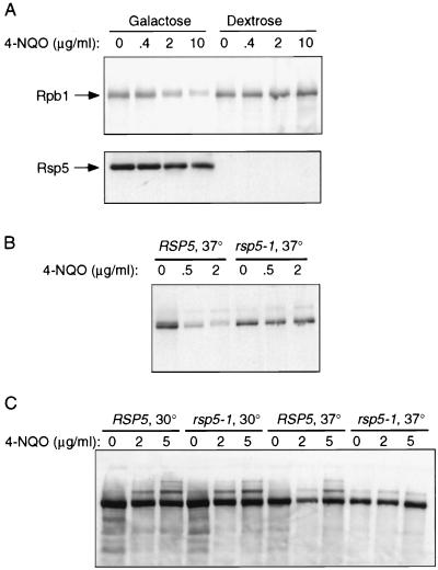 FIG. 5