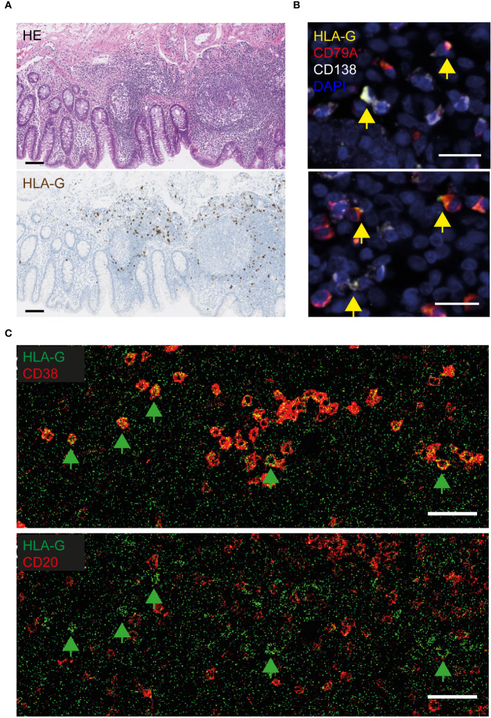 Figure 2