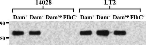 FIG. 2.