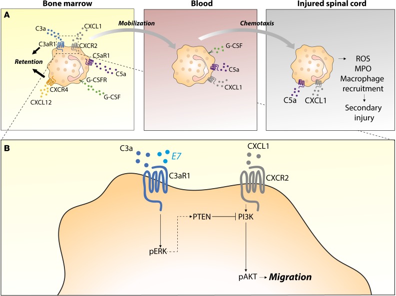 Complement receptor C3aR1 controls neutrophil mobilization following ...