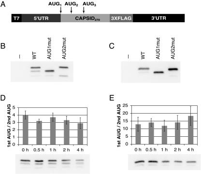 FIG. 1.