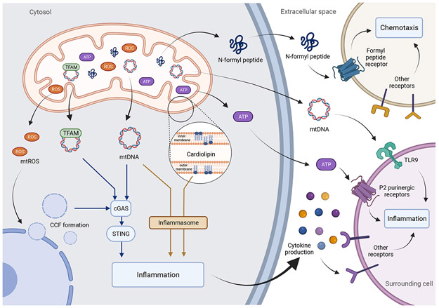 Figure 3: