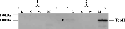 FIG. 9.