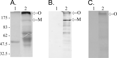 FIG. 8.