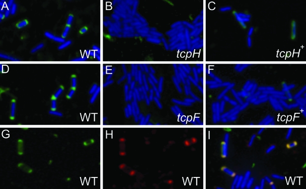 FIG. 10.