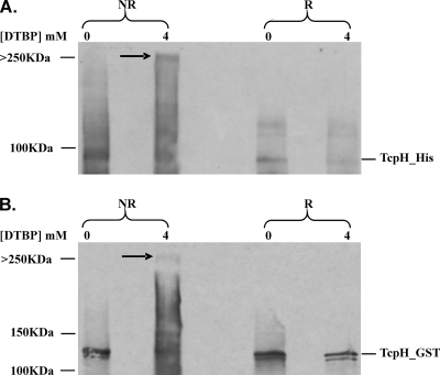 FIG. 5.