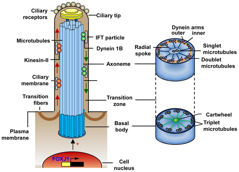 Cilia Dysfunction in Lung Disease - PMC