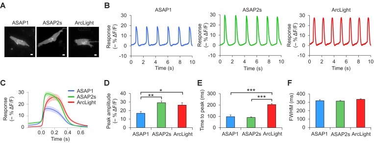 Figure 2—figure supplement 1.