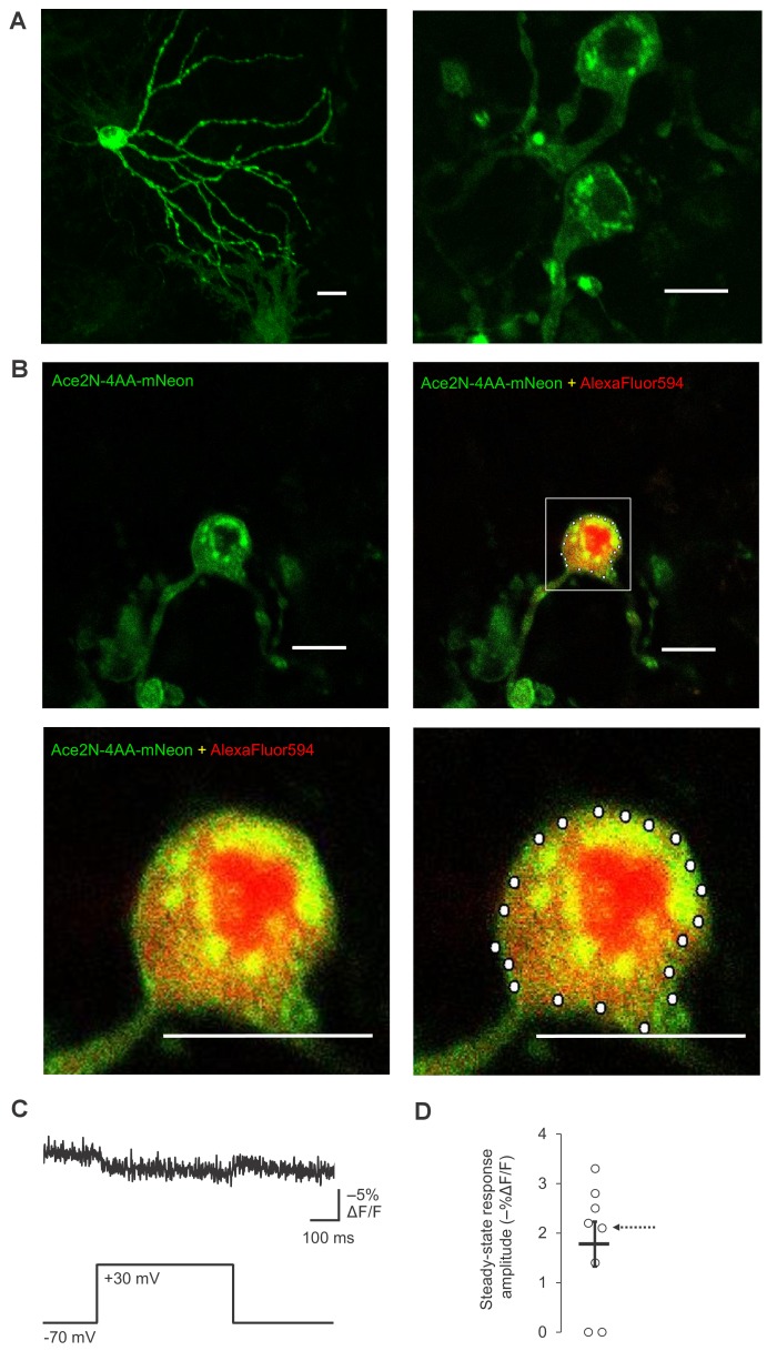 Figure 4—figure supplement 4.