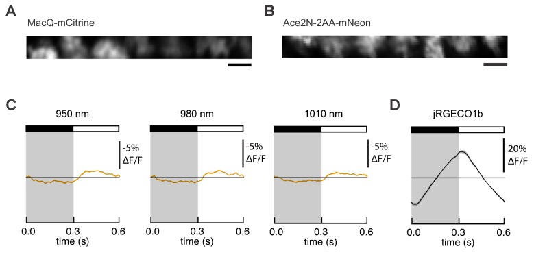 Figure 3—figure supplement 2.