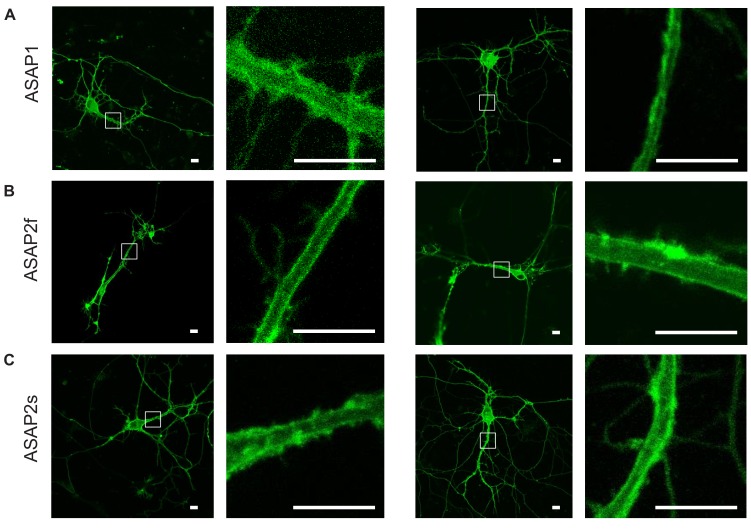 Figure 2—figure supplement 2.