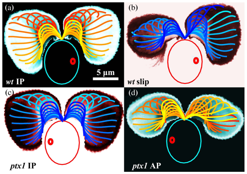 Fig. 1