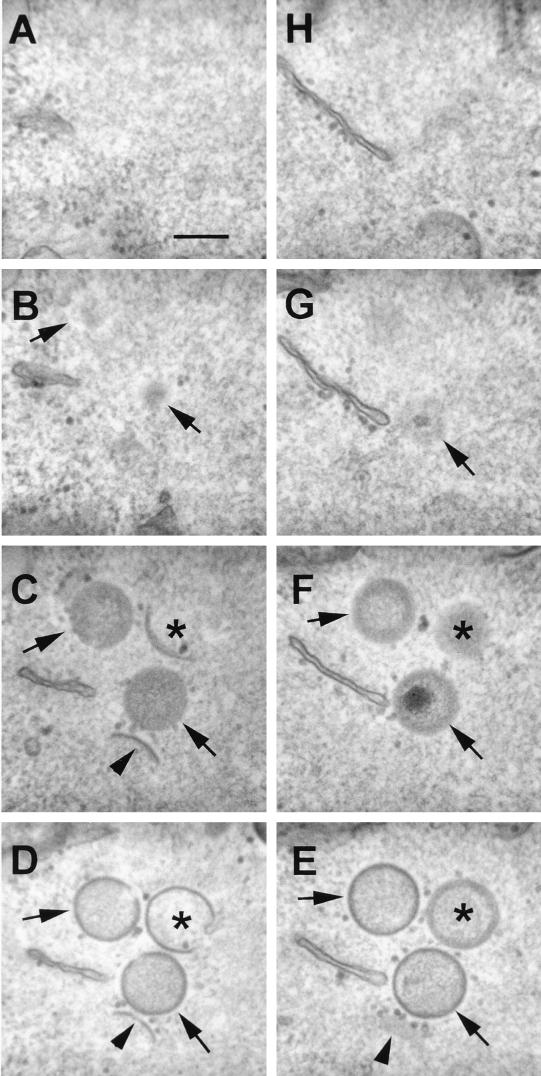 FIG. 7