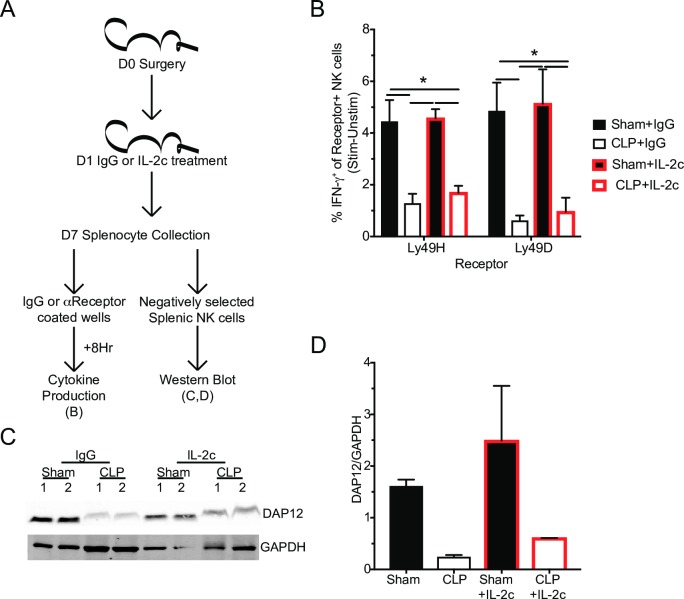 Fig 12