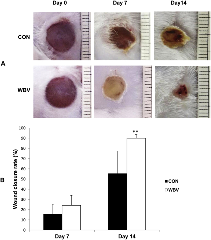 Figure 5