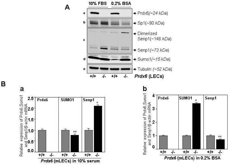 Fig. 12