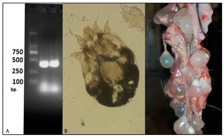 Figure 2