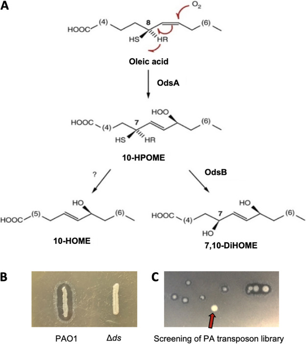 FIG 1