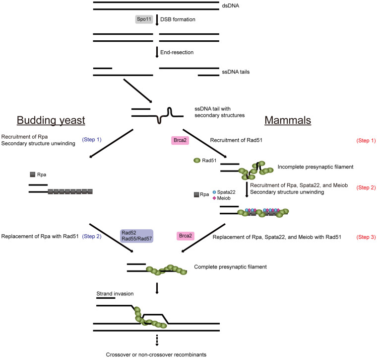 Genetic evidence suggests that Spata22 is required for the maintenance ...