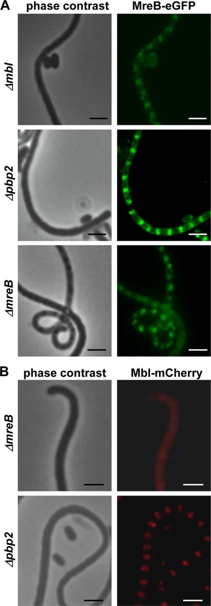 FIG. 7.