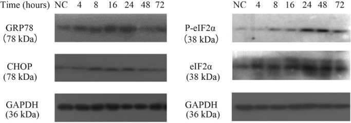 PATH-5240-FIG-0003-b