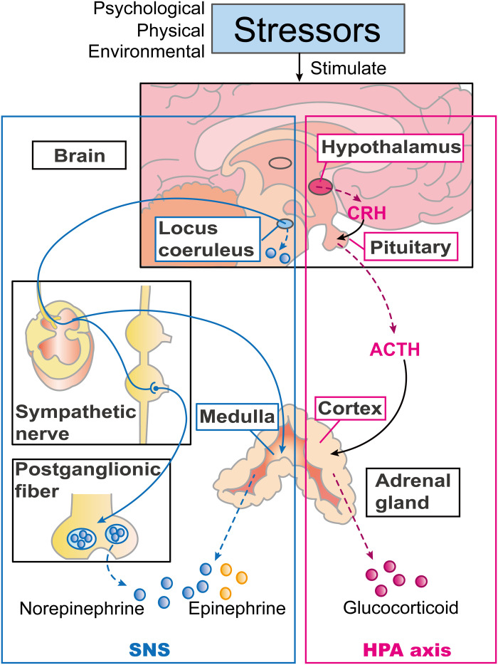 Fig. 1.