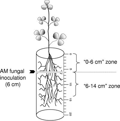 FIG. 1.