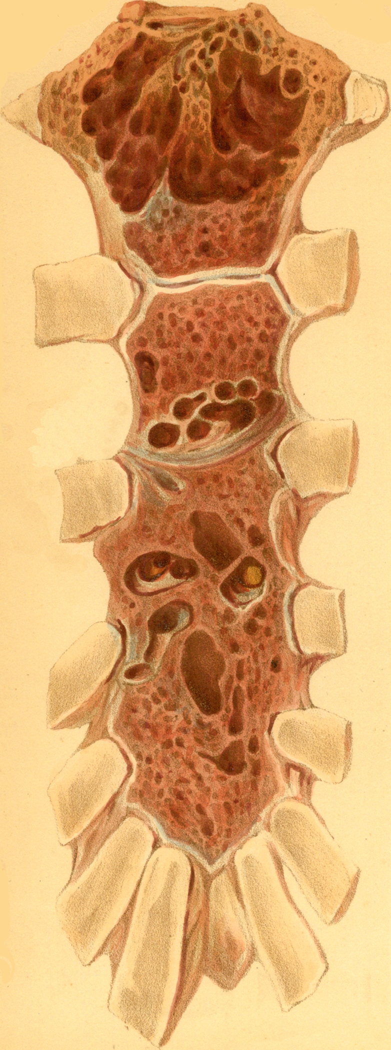 PLATE VII