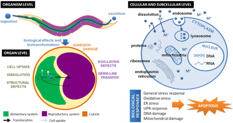 Figure 14