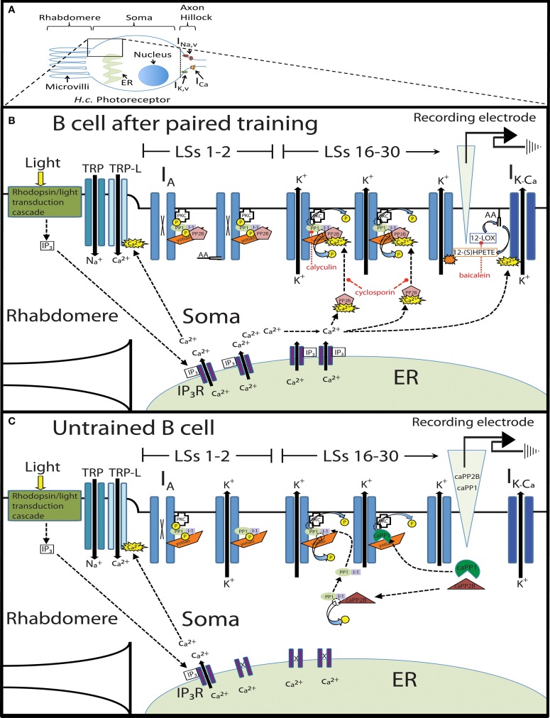 Figure 13