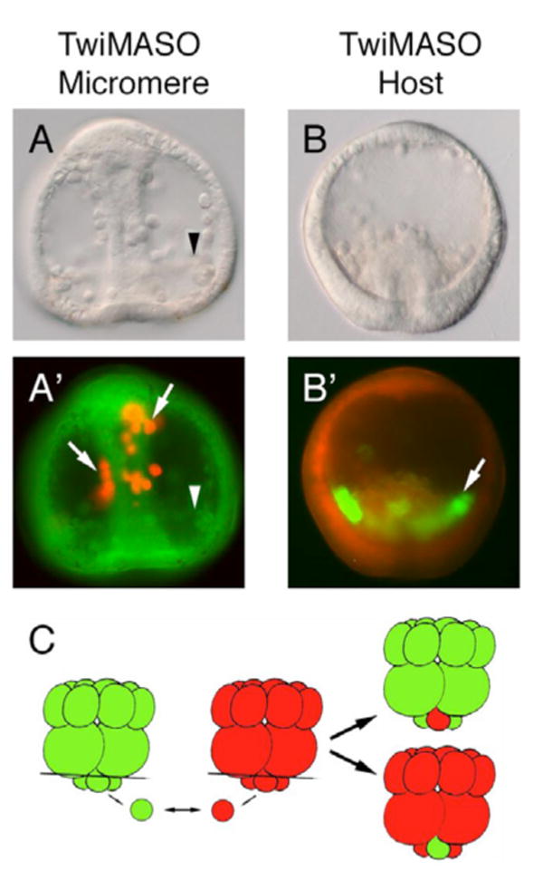 Fig. 5