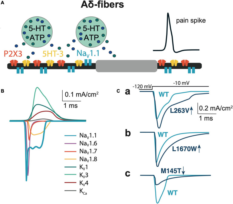 FIGURE 1