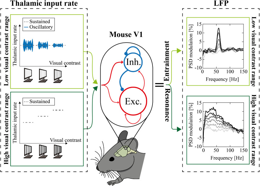 graphic file with name ENEURO.0106-21.2021_f008.jpg