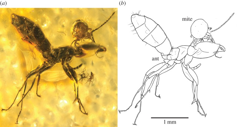 Figure 1.