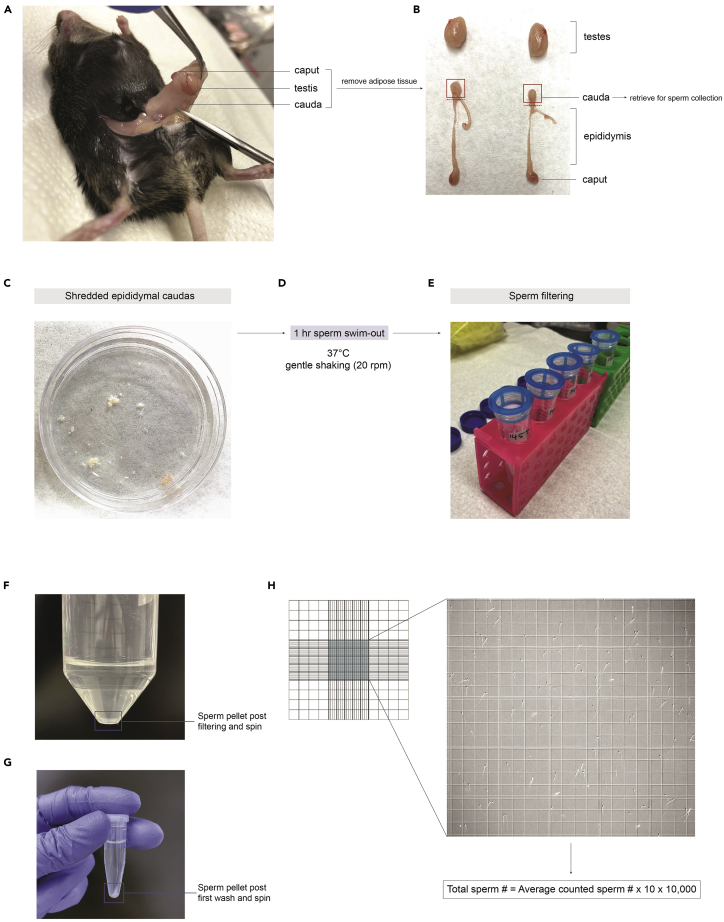 Figure 2