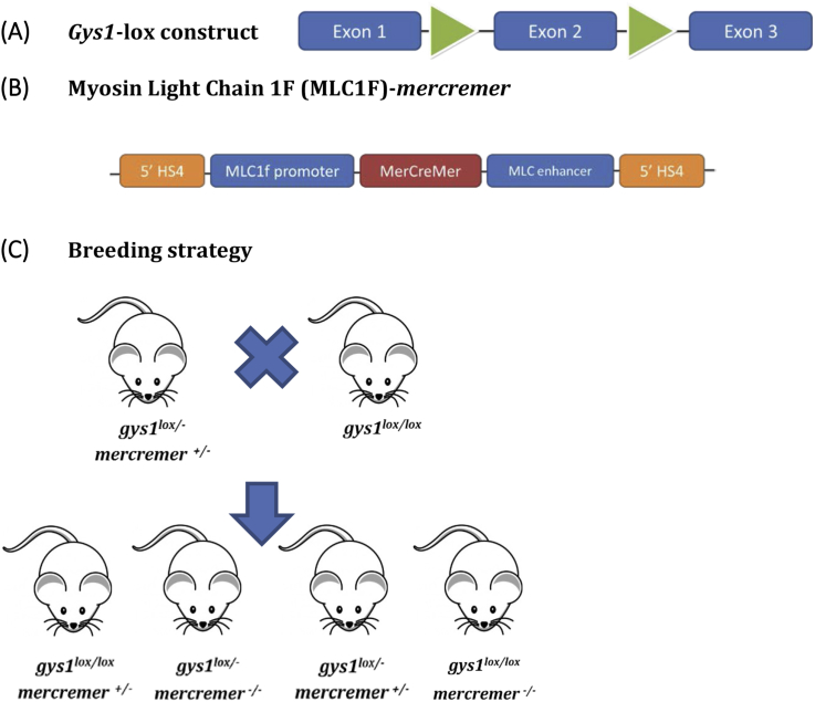 Figure 1