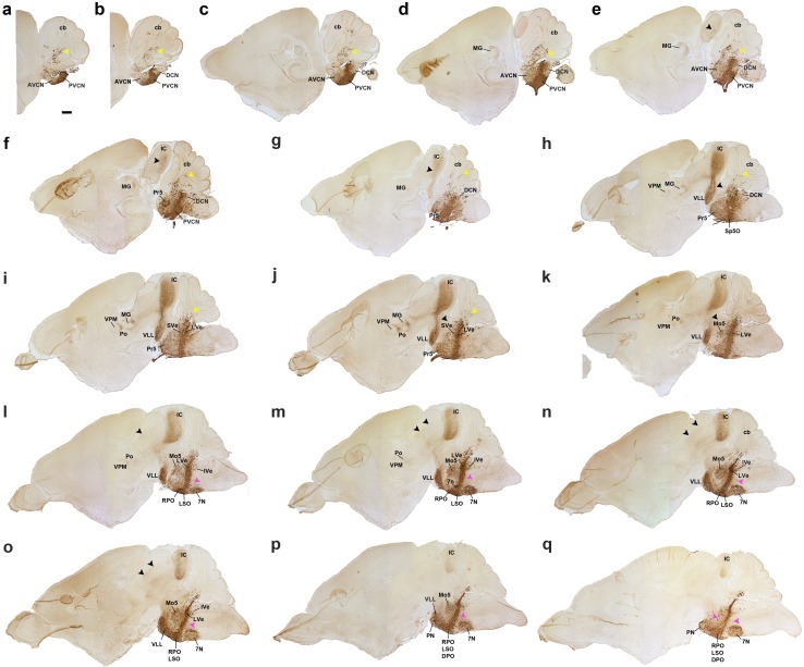 Fig. 11