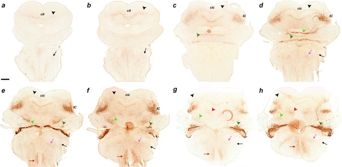 Fig. 9