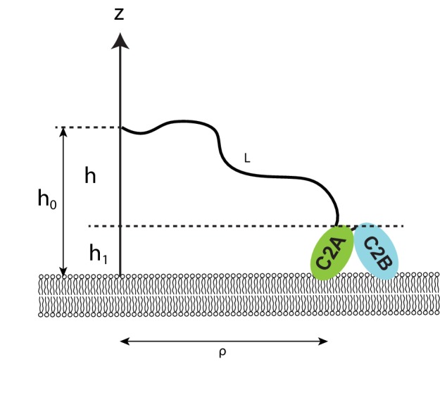 Figure 3—figure supplement 1.