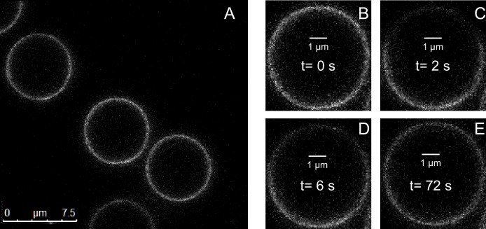 Figure 1—figure supplement 2.