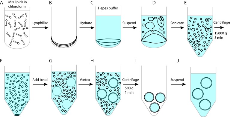 Figure 1—figure supplement 1.