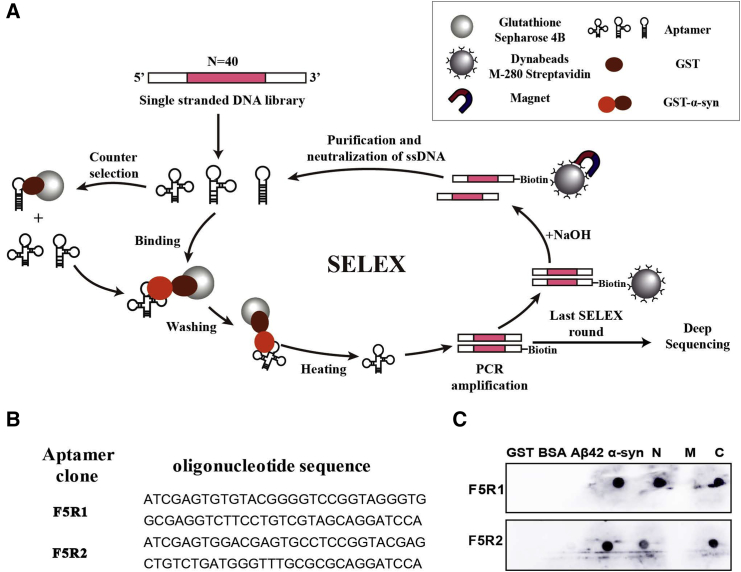 Figure 1