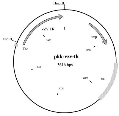 FIG. 1