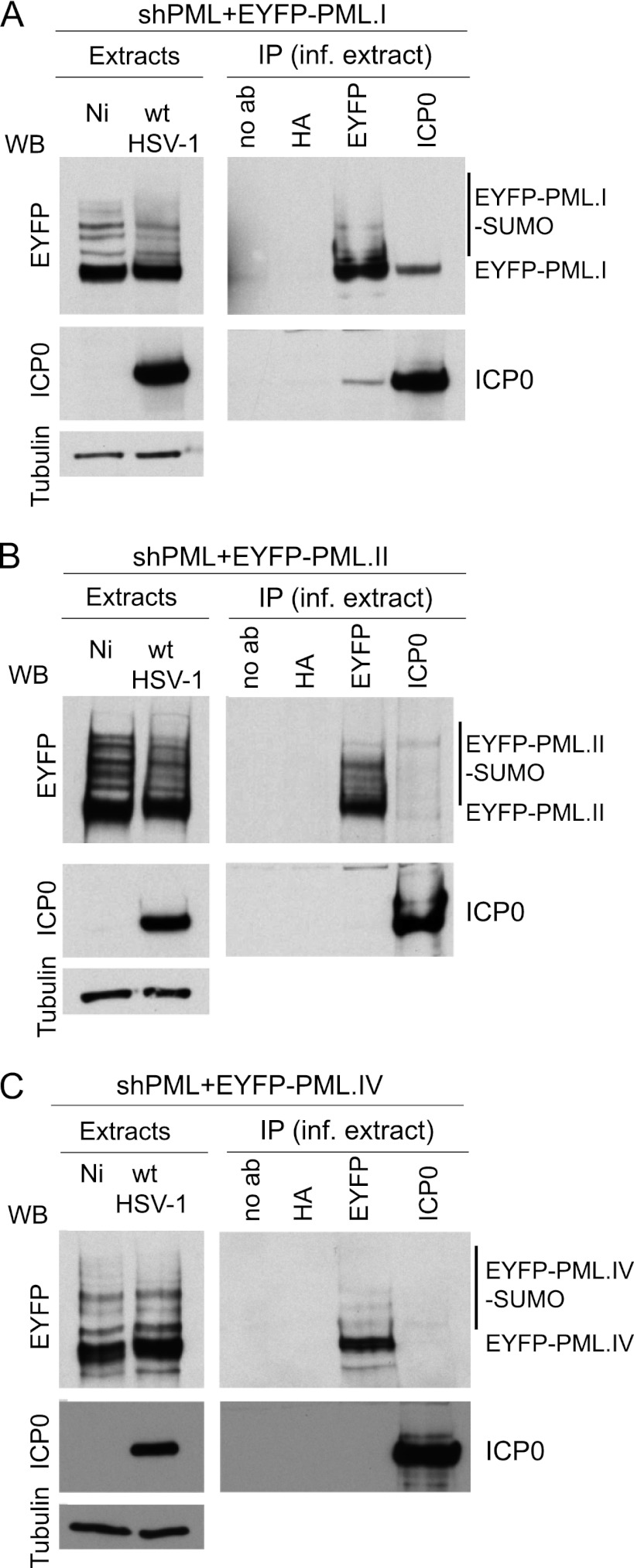 Fig 7